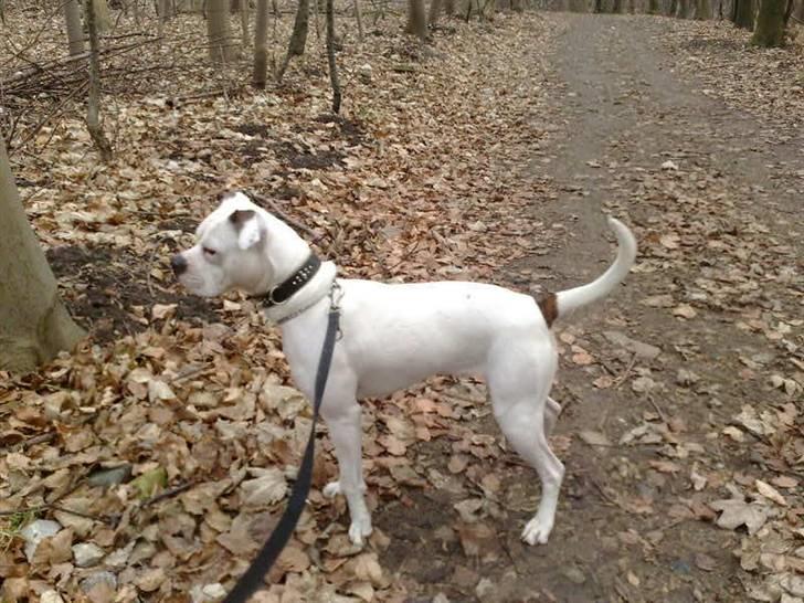 Amerikansk bulldog sonja billede 9