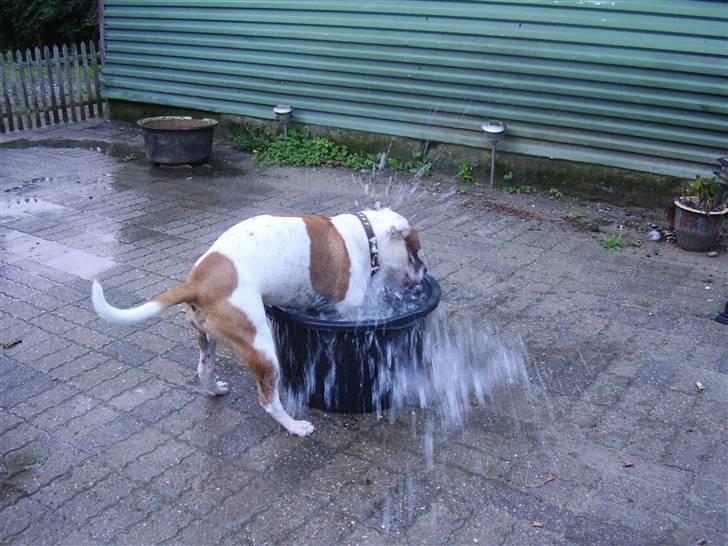 Blanding af racer tyson billede 14