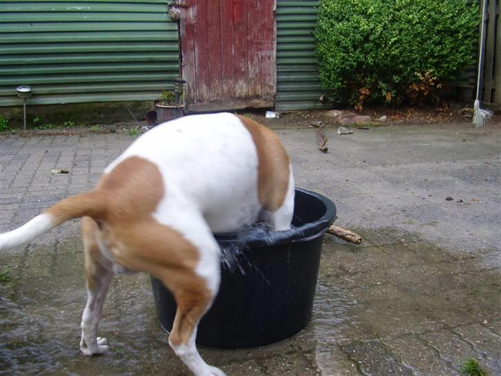 Blanding af racer tyson billede 15