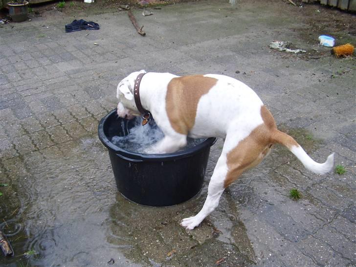 Blanding af racer tyson billede 16