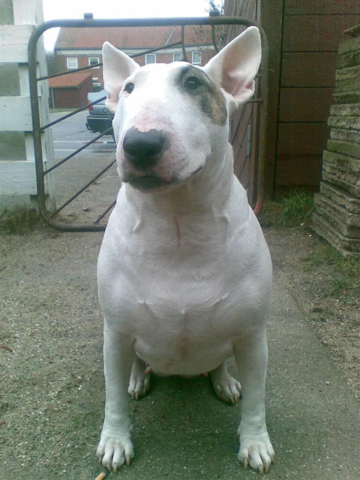 Bullterrier Bertha - Stem fair. billede 1
