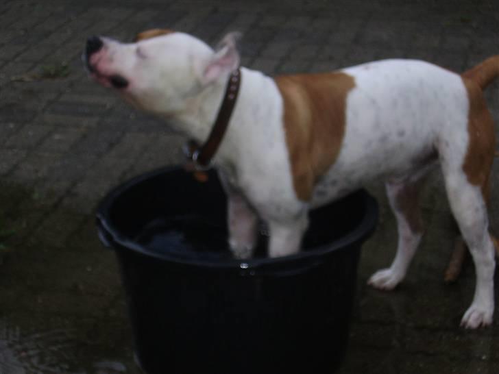 Blanding af racer tyson billede 17