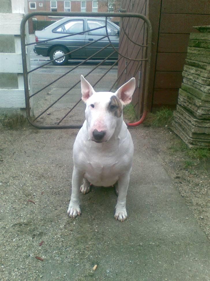 Bullterrier Bertha billede 2