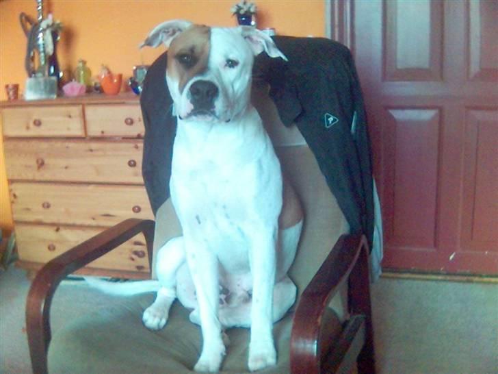 Blanding af racer tyson billede 18