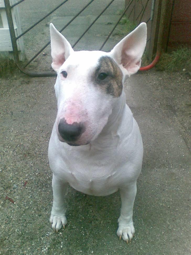Bullterrier Bertha billede 3