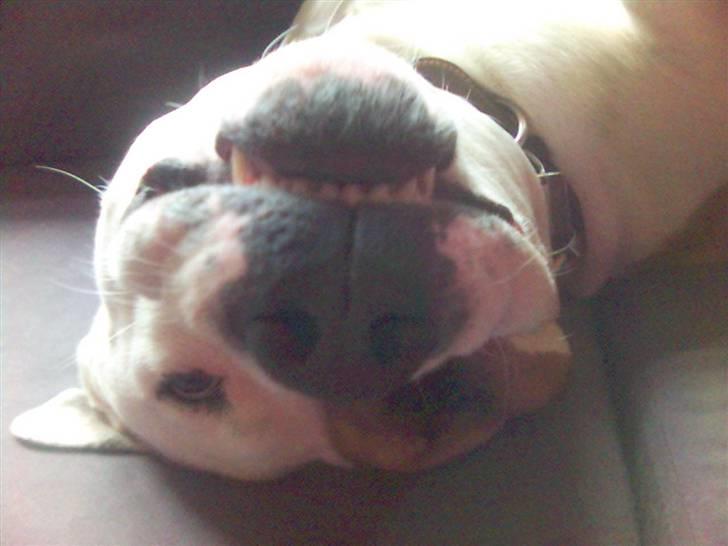 Blanding af racer tyson billede 19