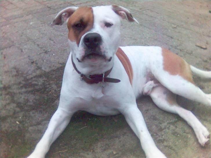 Blanding af racer tyson billede 20