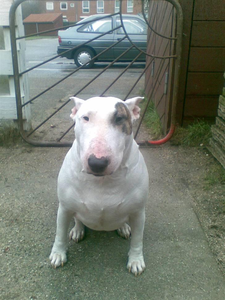 Bullterrier Bertha billede 5