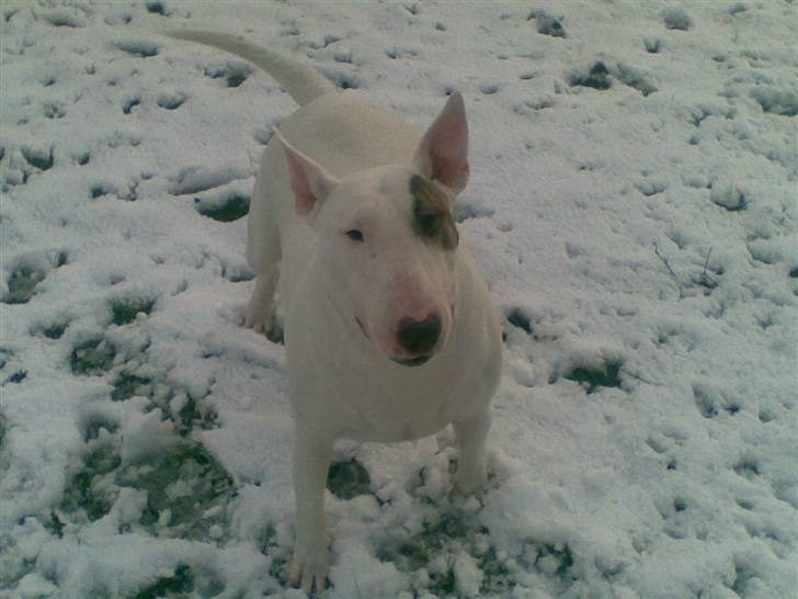 Bullterrier Bertha billede 6