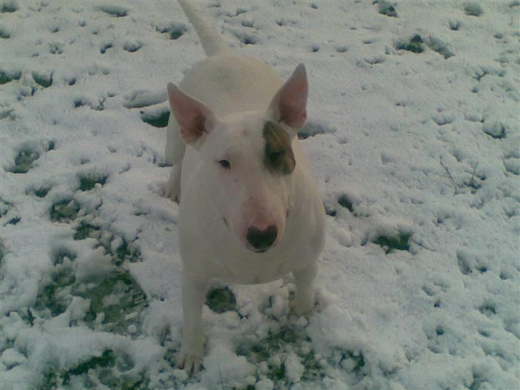 Bullterrier Bertha billede 7