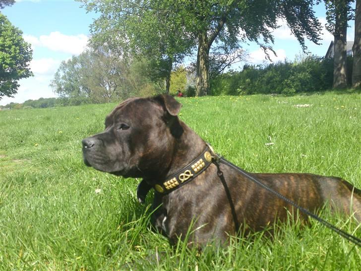 Staffordshire bull terrier Manse billede 1