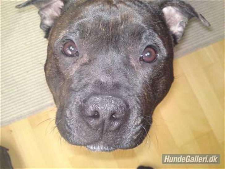 Staffordshire bull terrier Manse billede 2