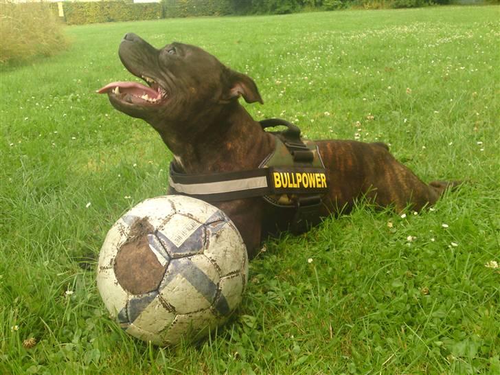 Staffordshire bull terrier Manse billede 3