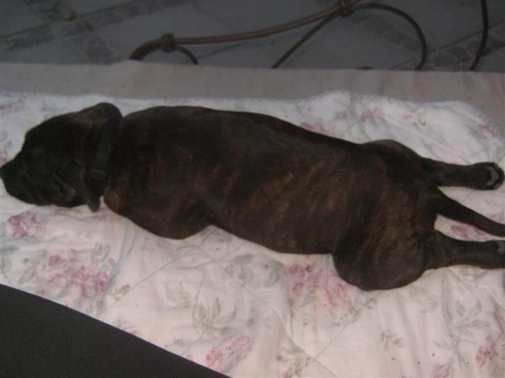 Staffordshire bull terrier Manse billede 4