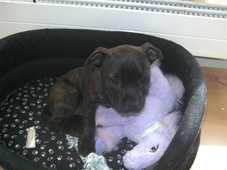 Staffordshire bull terrier Manse - Har kun været her et par dage. Det hele er så nyt, men dejlig bamse jeg har fået:) billede 5