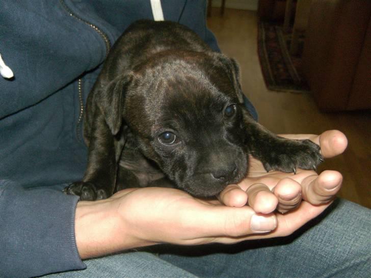 Staffordshire bull terrier Manse - Her er vi ovre og se Manse for første gang. Vi tog hele turen til Herning i Jylland for at se Manse billede 6