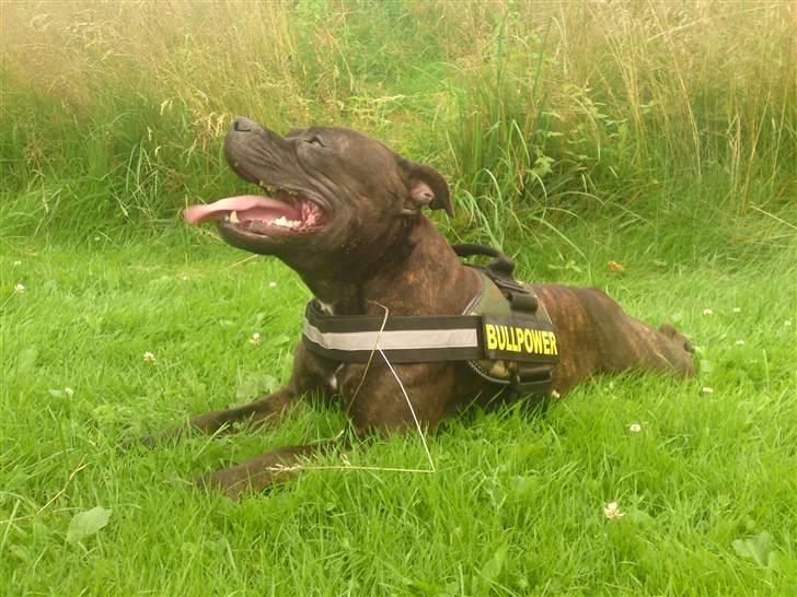 Staffordshire bull terrier Manse billede 7