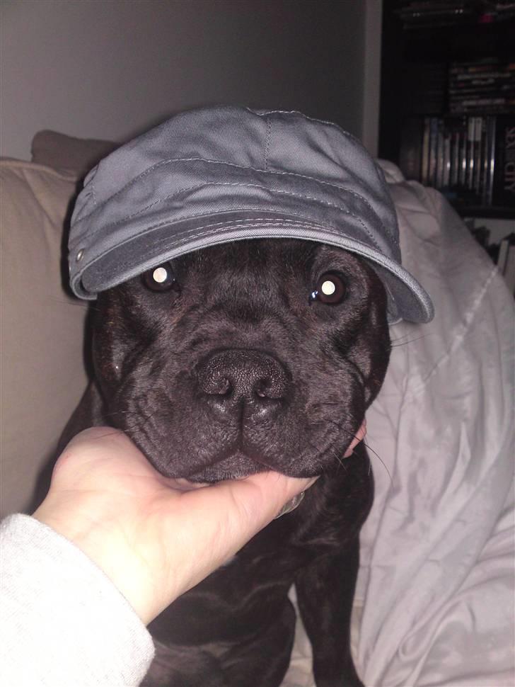 Staffordshire bull terrier Manse - Så har min mor sgu givet mig hat på! hehe Godt det kun er for sjov billede 8