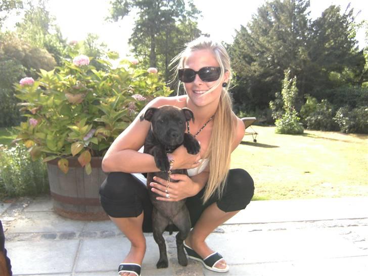 Staffordshire bull terrier Manse billede 9