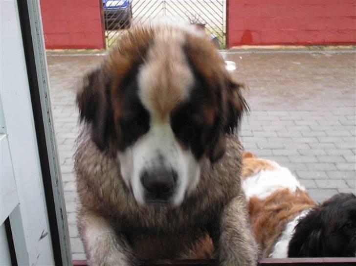 Sankt bernhardshund tulle R i p 2010 billede 12