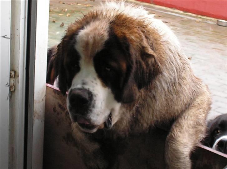 Sankt bernhardshund tulle R i p 2010 - nøj hvor er vi beskidte, har rigtig hygget os billede 13