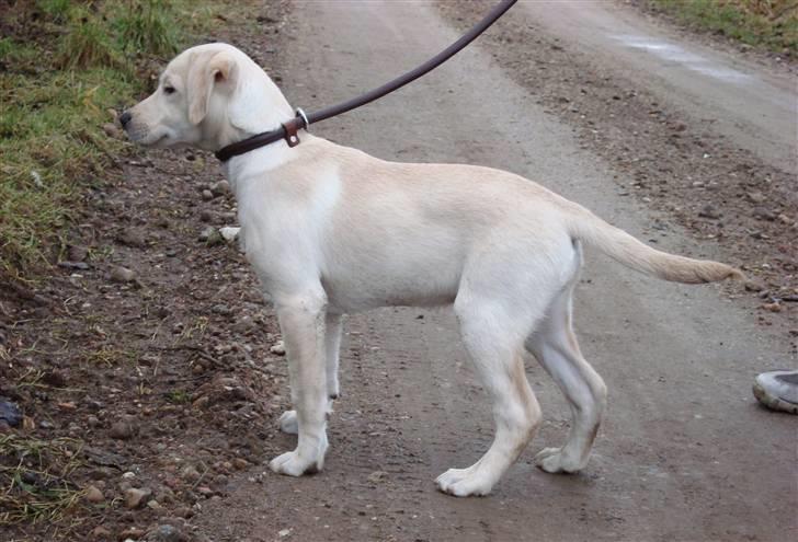 Labrador retriever Sia - Så pæn jeg er. billede 9