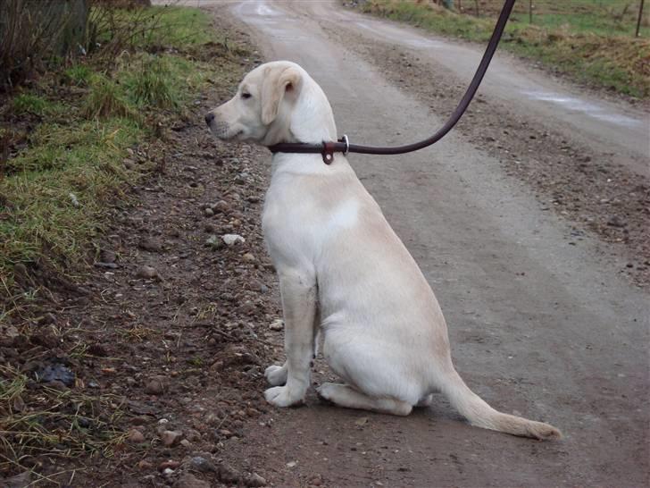 Labrador retriever Sia - Sit blev der sagt. billede 10