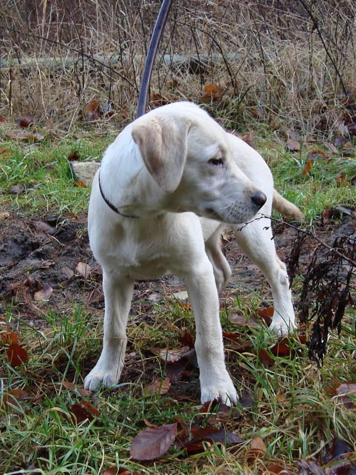 Labrador retriever Sia billede 11