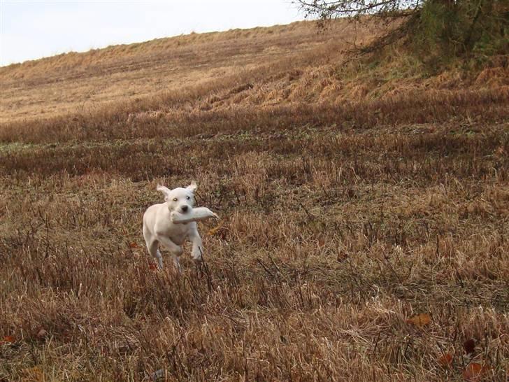 Labrador retriever Sia - Nu kommer jeg med den. billede 12