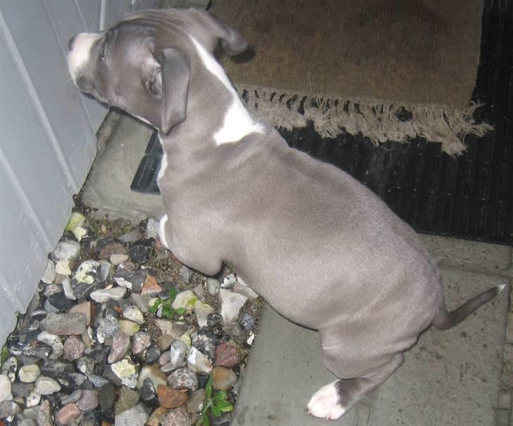 Amerikansk staffordshire terrier Tyson billede 18
