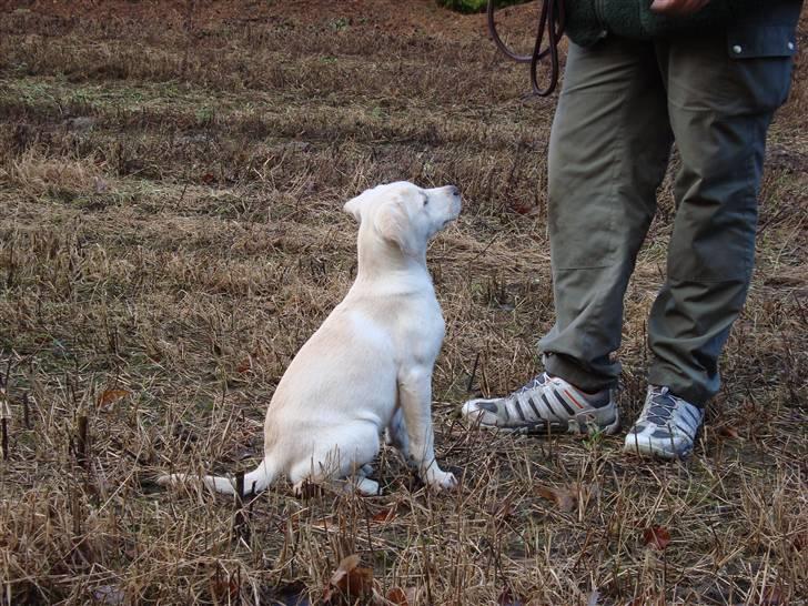 Labrador retriever Sia - Jeg lytter. billede 13