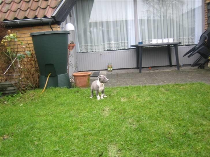 Amerikansk staffordshire terrier Tyson billede 19