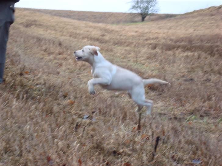 Labrador retriever Sia - Du kaldte? billede 14