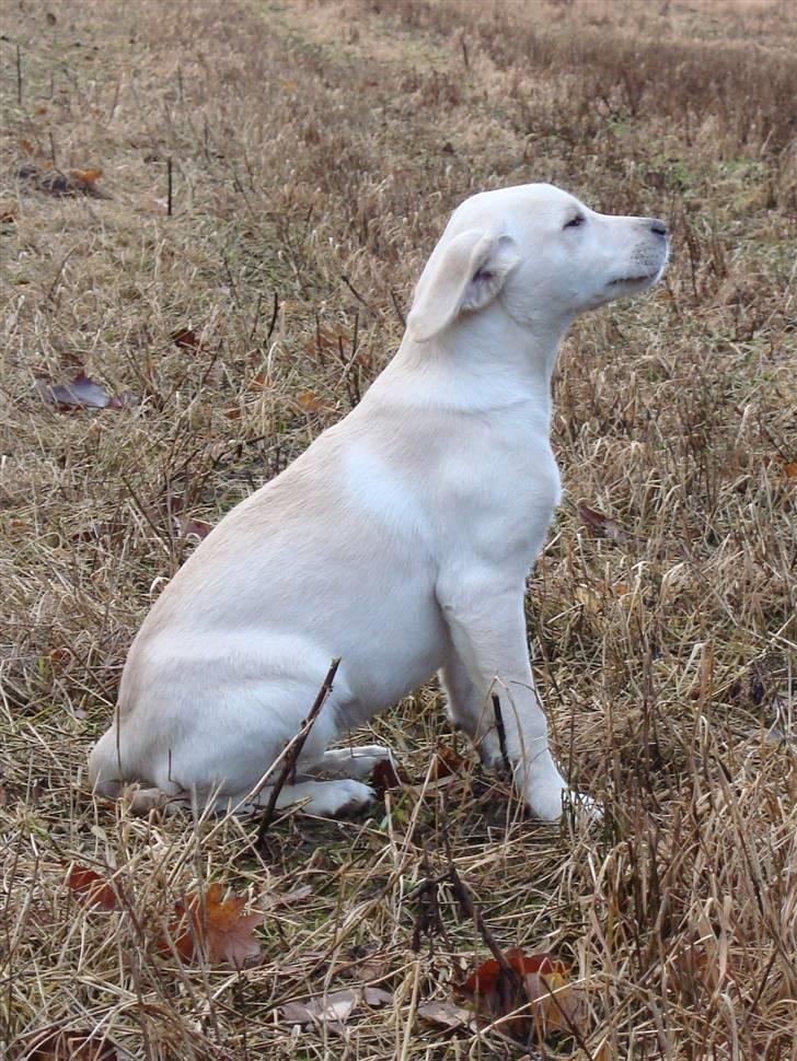 Labrador retriever Sia - Så siger han sit og går?? billede 15
