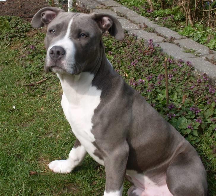 Amerikansk staffordshire terrier Tyson billede 8