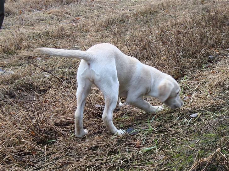 Labrador retriever Sia - Søge billede 16