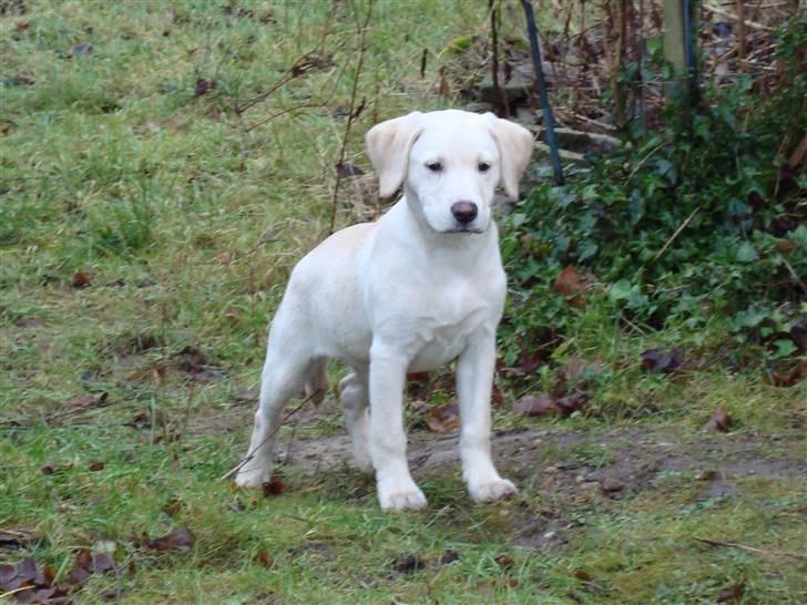 Labrador retriever Sia - Var der nogle der sagde Sia? billede 17