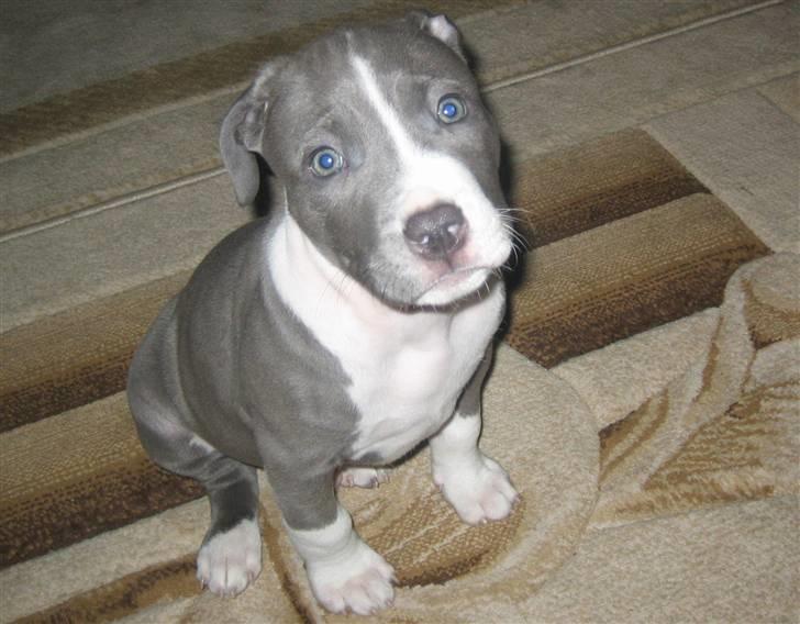 Amerikansk staffordshire terrier Tyson billede 20