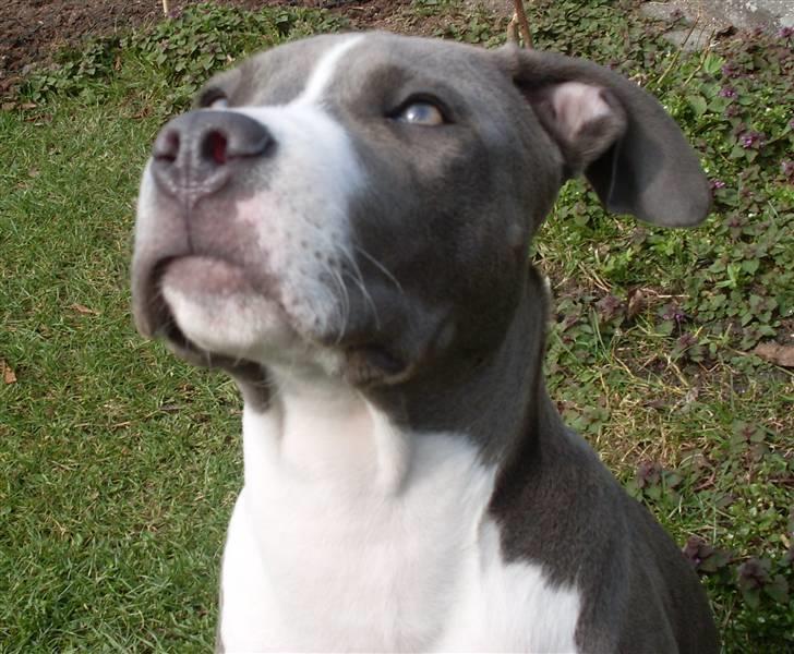 Amerikansk staffordshire terrier Tyson billede 7