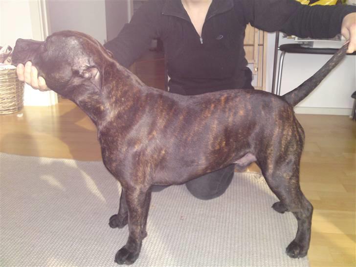 Staffordshire bull terrier Manse billede 10