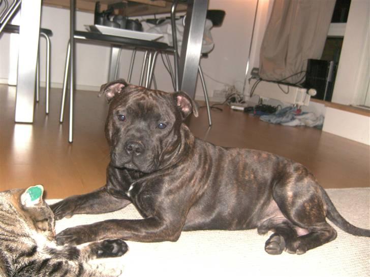 Staffordshire bull terrier Manse billede 11