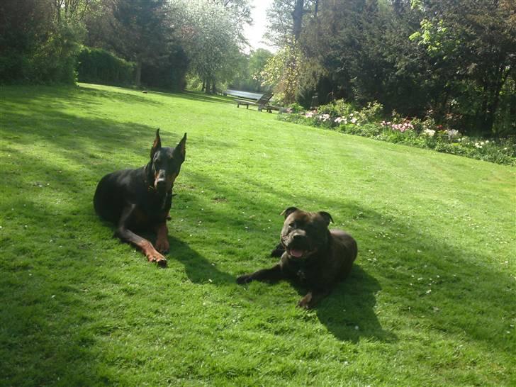 Staffordshire bull terrier Manse billede 12