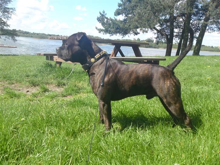 Staffordshire bull terrier Manse billede 13