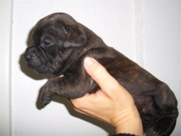 Staffordshire bull terrier Manse billede 14