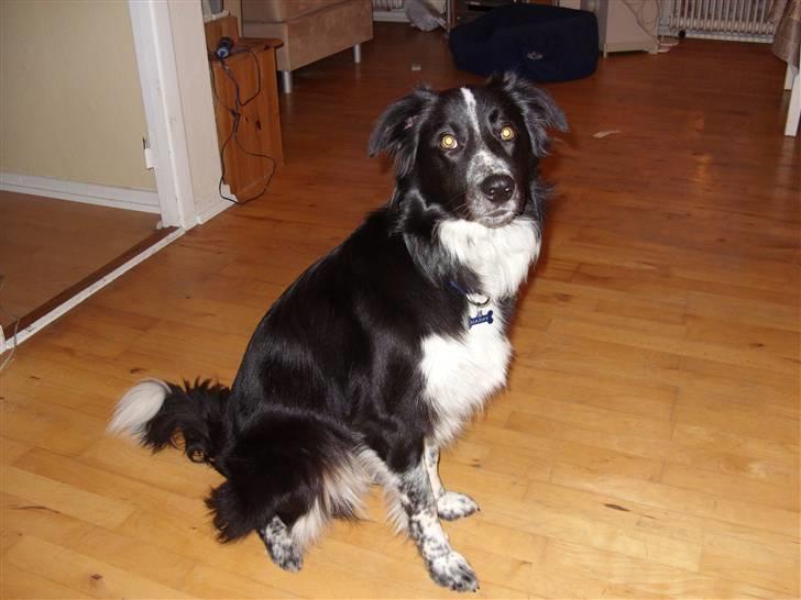 Border collie Harry billede 15
