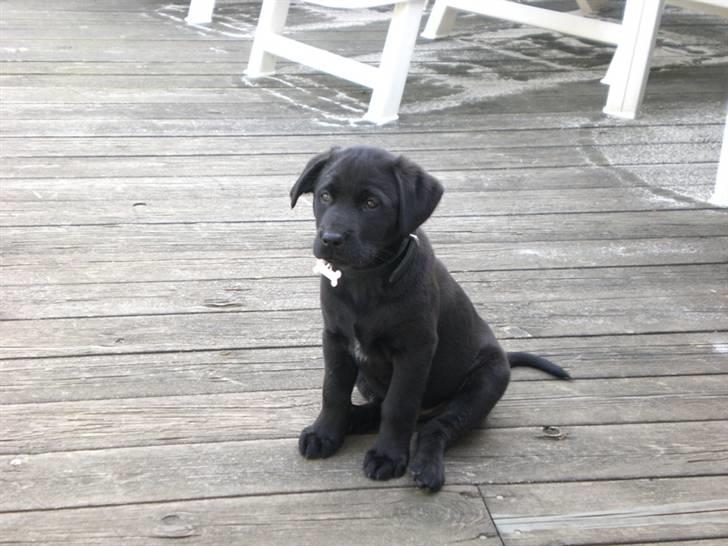 Blanding af racer Oscar billede 1