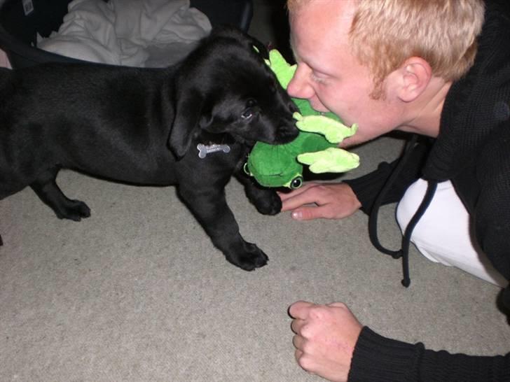 Blanding af racer Oscar billede 2