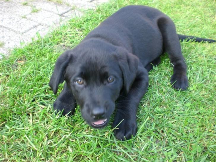 Blanding af racer Oscar billede 3