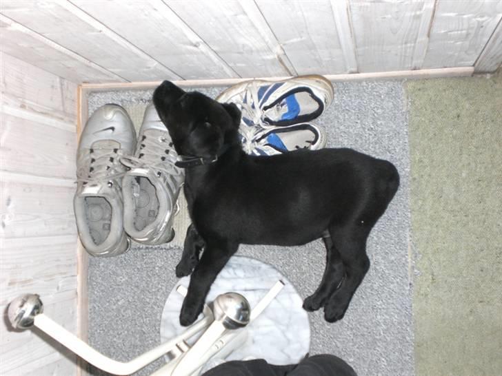 Blanding af racer Oscar billede 4