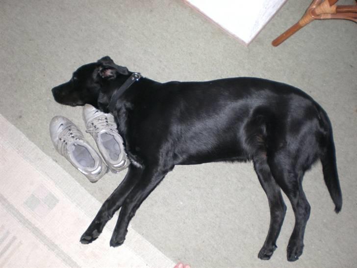 Blanding af racer Oscar billede 5